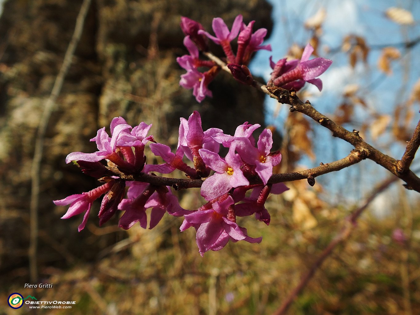 75 Fiori di Mezzero (Daphne cneorum).JPG